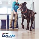 Dentalife Snacks Dentales para perros de raza grande, , large image number null